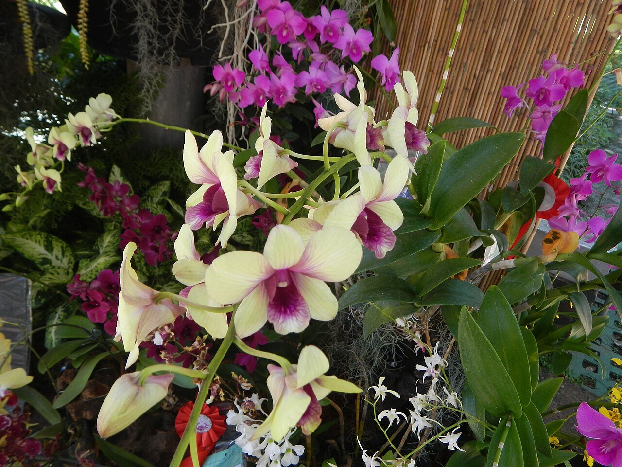 Flora Filipina Expo 2026