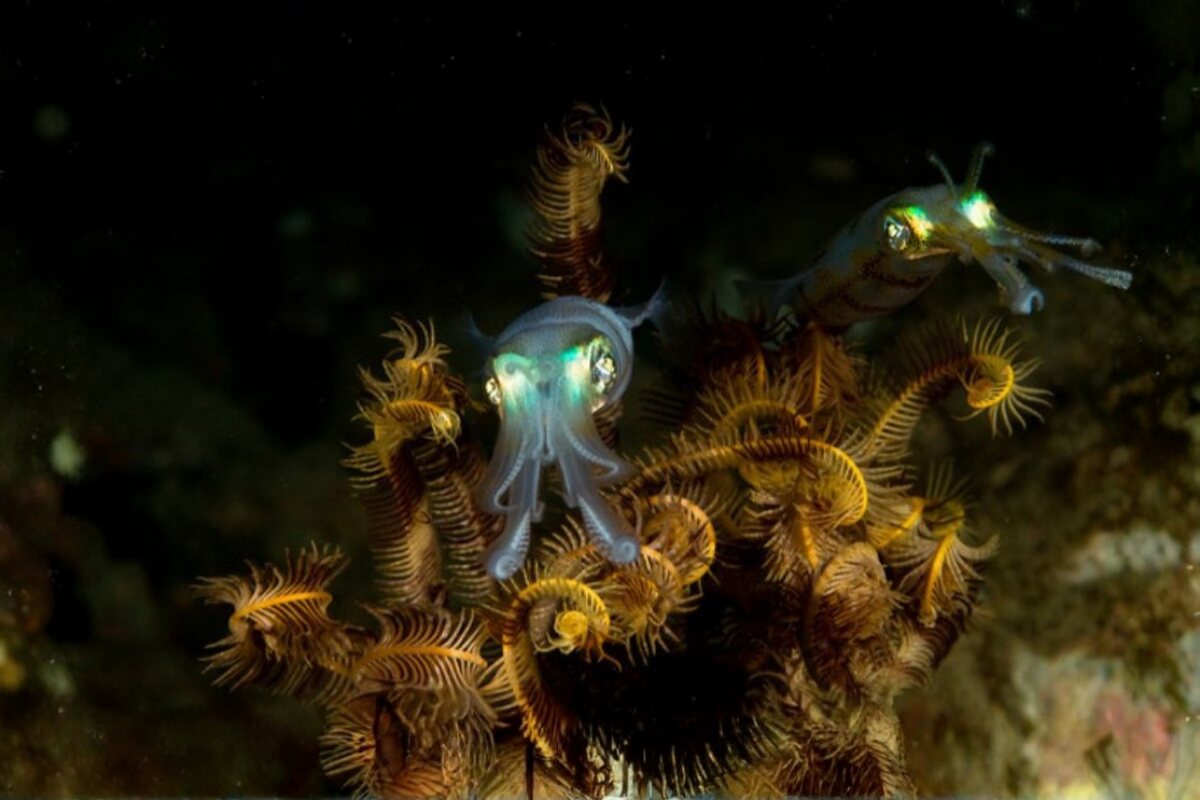 Macro life on the reef