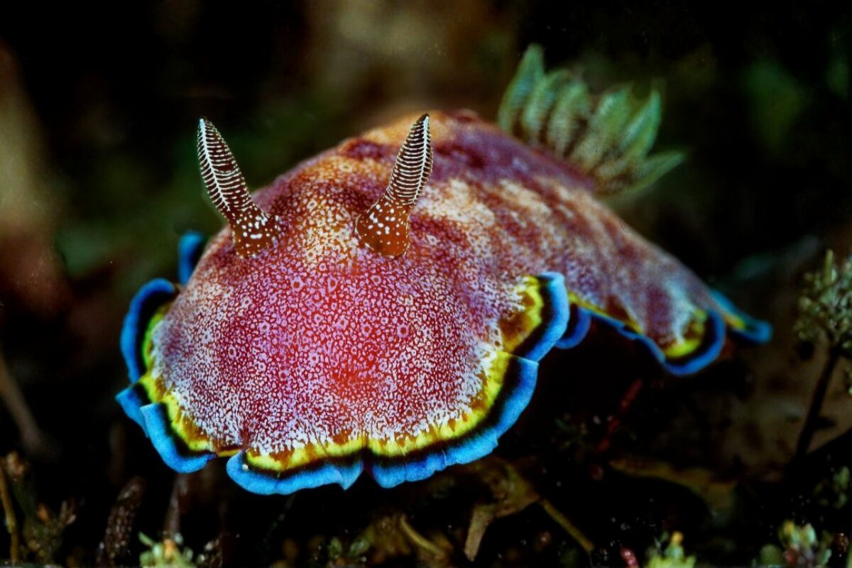 Nudibranch, Anilao