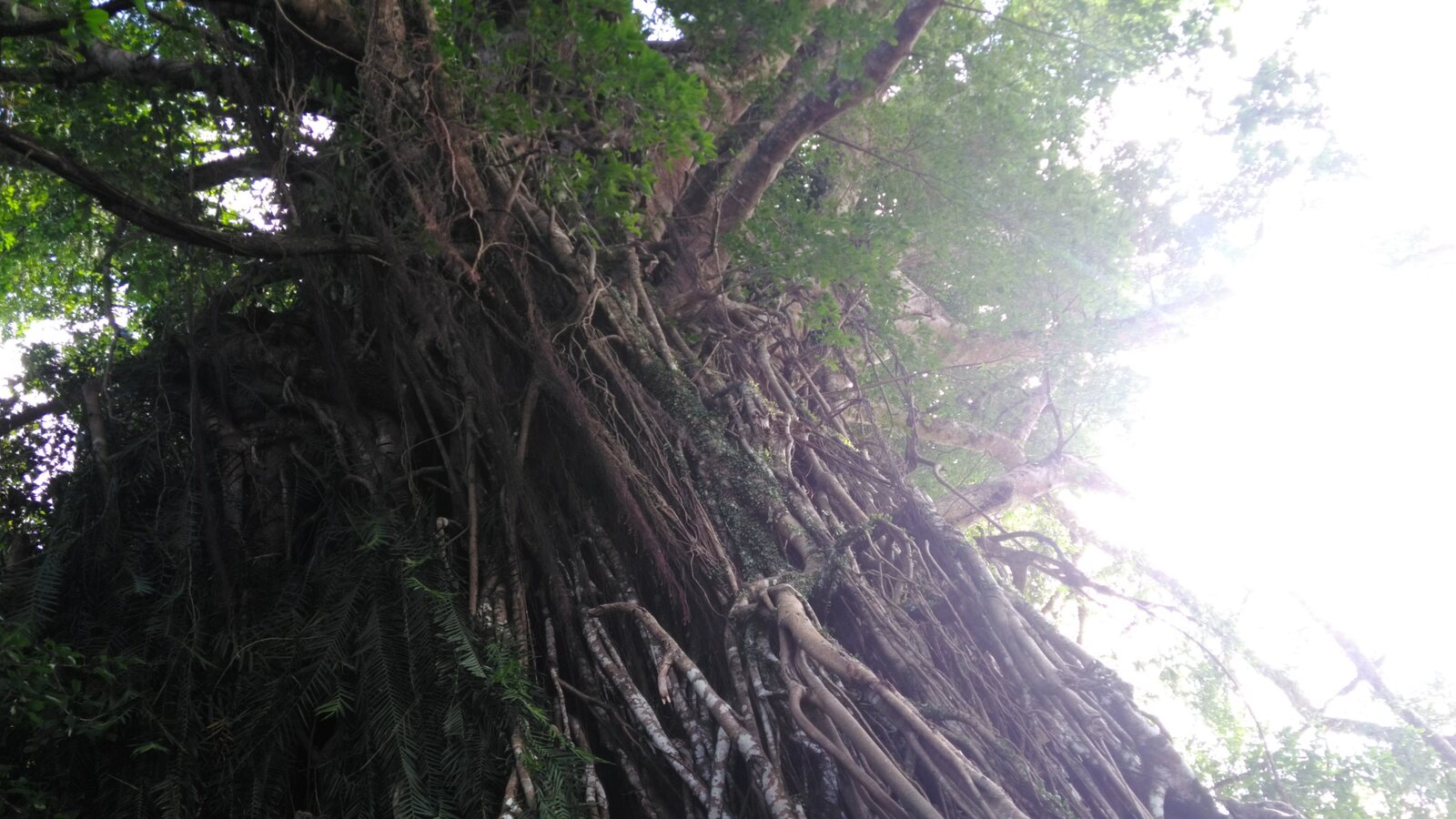 Balete Tree, Maria Aurora